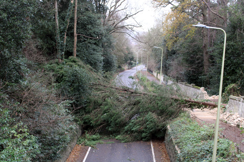 Tree lying across Headington Hill