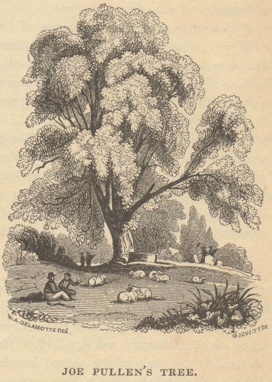 Joe Pullen's Tree engraved by Delamotte