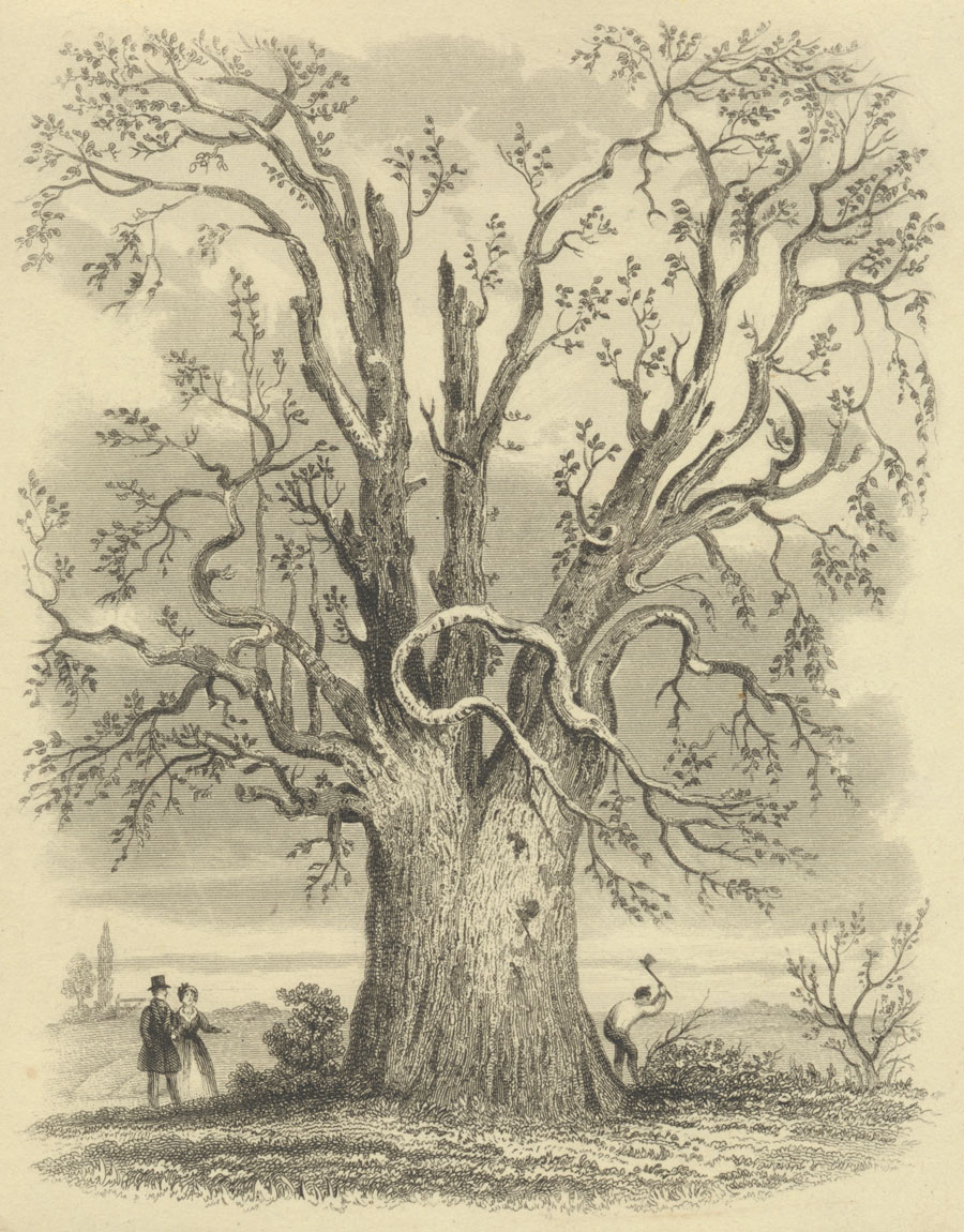 Jo Pullen&rsquo;s tree by Mrs Wright
